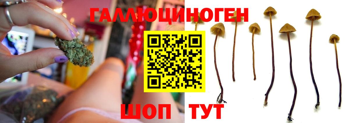 Псилоцибиновые грибы Psilocybe  Вход с VPN  Псилоцибиновые грибы Psilocybe  Кудрово 